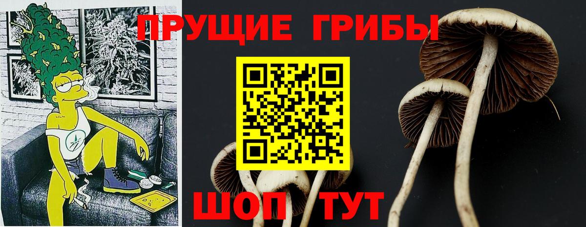Сланцы  Псилоцибиновые грибы ЛСД  Галлюциногенные грибы Psilocybine cubensis  Вход с VPN 